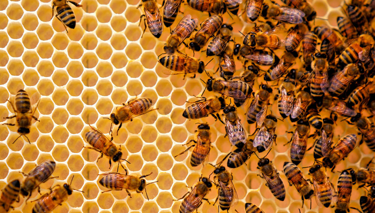 Rocky Show Bee Competitions 