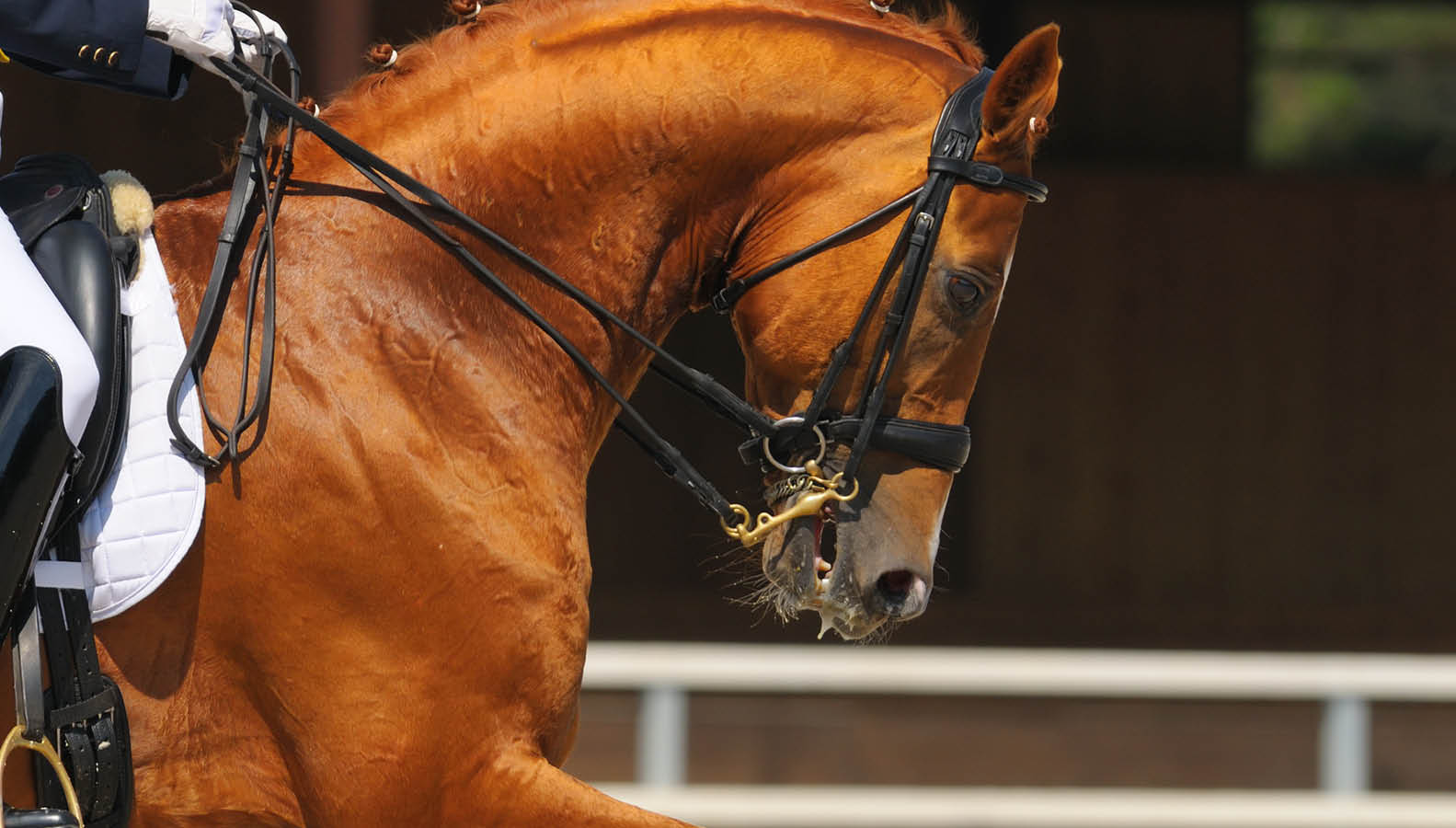 Rocky Show Horse Competitions 