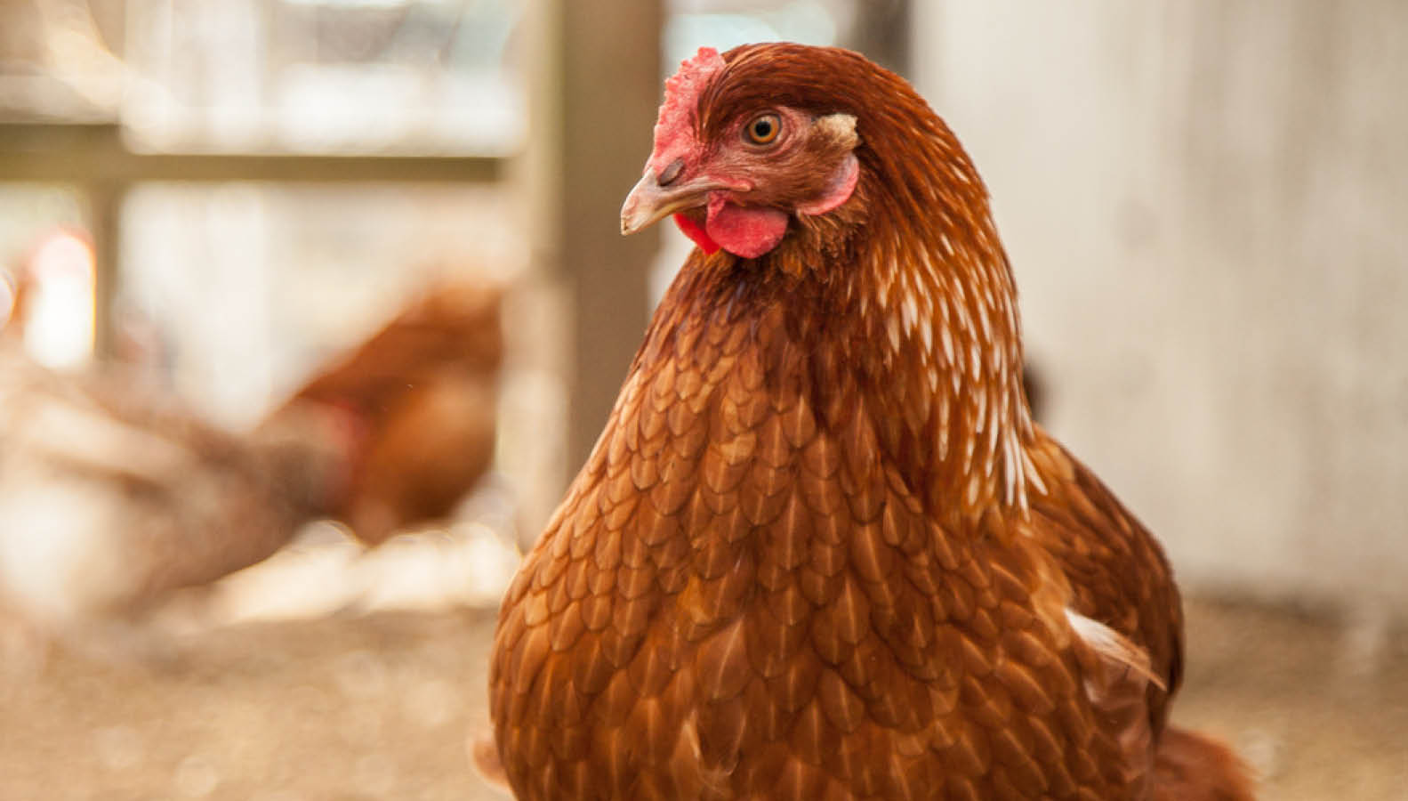 Rocky Show Poultry Competitions 