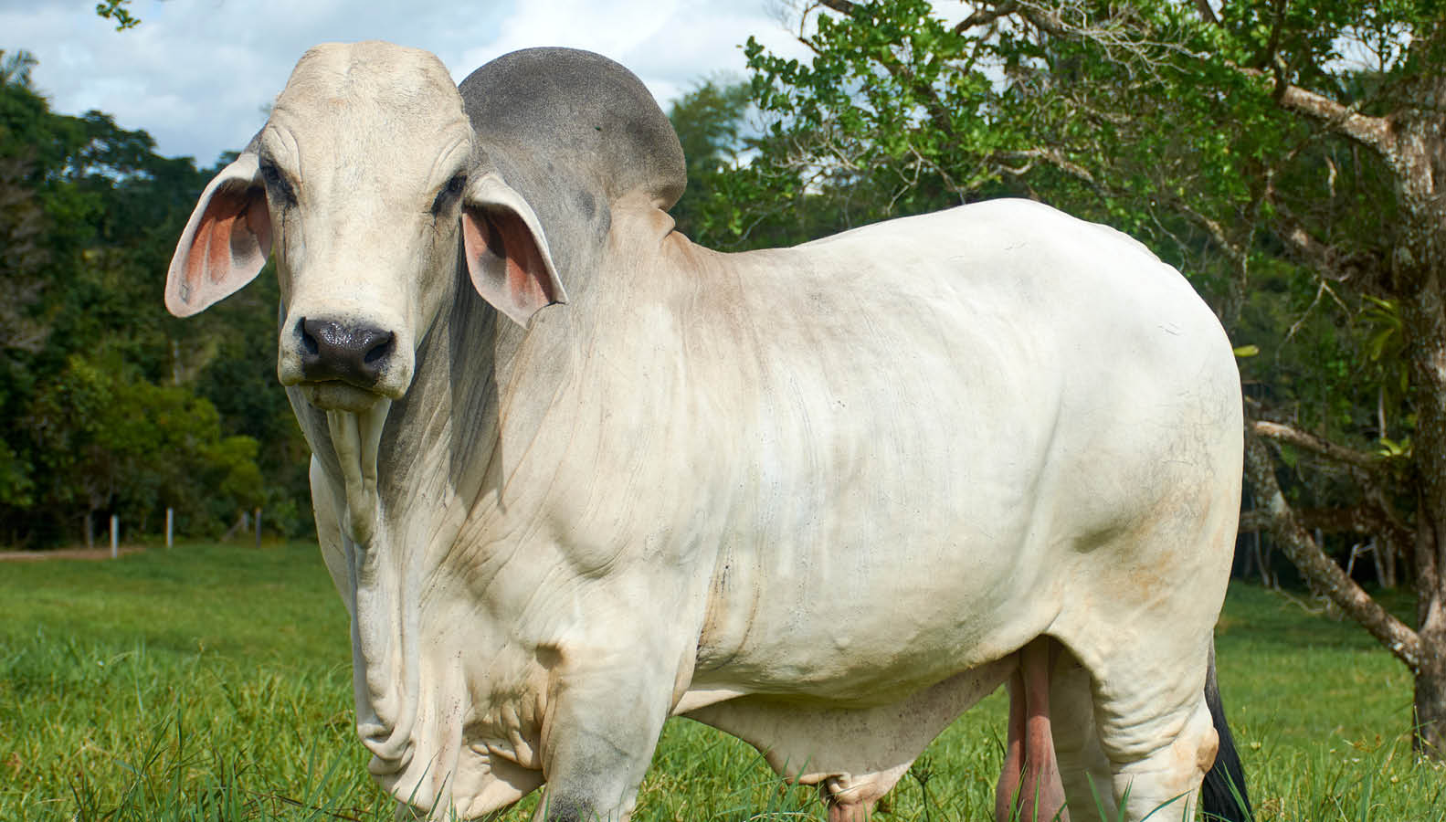 Rocky Show Cattle Competitions 